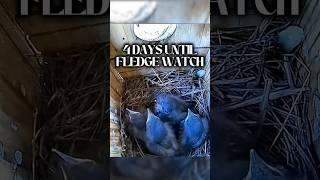 4 DAYS LEFT!! 🪺  #bluebirds #bluebird #nest #fledgling #nestbox #bluebirdnestbox #birdhouse