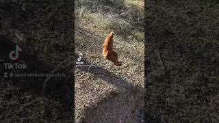 Bigfoot On a Zip Line