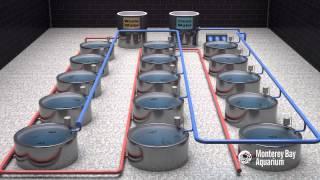 How Seafood is Farmed: Recirculating Systems