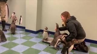 Penguins weigh in at the Saint Louis Zoo