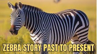 Things You Did NOT Know about Zebras | Wildlife Zebra Documentary - History & Nature