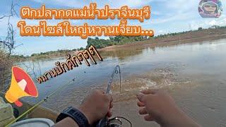 ล่องเรือตกปลากดแม่น้ำปราจีนบุรี #ปลากด #ตกปลา #fish #catfish#เรือตกปลา #เรือไฟเบอร์กลาส #ปลากดเหลือง