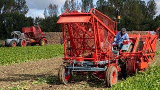 6 decades of beet harvesting history | From horses to 6 row harvester | Jülich, 2024