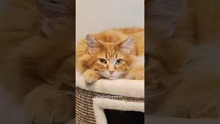 If he wasn't grumpy before, he is now  #animals #cat #cute #funnypets #petvideos #funny #funnypets