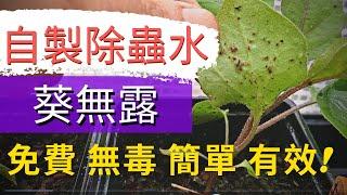 How to Get Rid of Aphids 【Homemade Organic Pest Control Spray】A Garden Must-have 蚜蟲的防治和處理