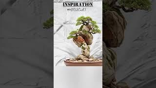 Inspiration 38 #bonsai