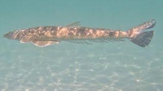 Fraser Island Coast Flathead Fishing Part 1