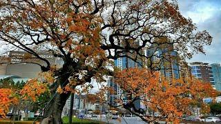 [4K] 500 Year Old Hackberry Encounter Walking Tour. Busan,  S Korea | 500살 팽나무 만나려 도보투어