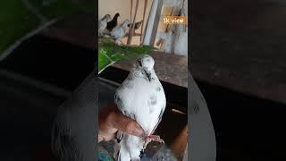 kabutar #training #viral #pigeon shivam