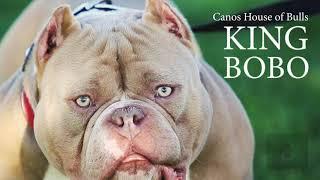 818 Concepts Presents : Canos House of Bulls King Bobo