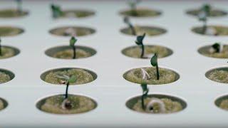 Indoor gardening with hydroponics