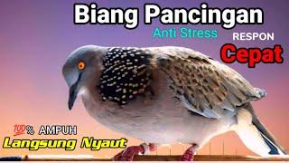 TEKUKUR GACOR suara merdu - LANGSUNG KONEK (BIKIN NYAUT) PANCINGAN BURUNG TEKUKUR