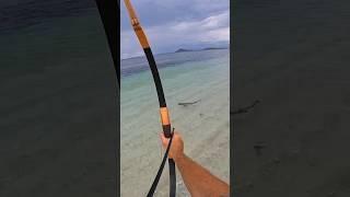 Bowfishing hunting sharks