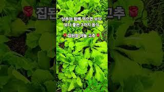 상추와 함께 먹으며 보약 보다 좋은 3가지 음식은!