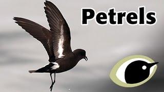 BTO Bird ID - Petrels