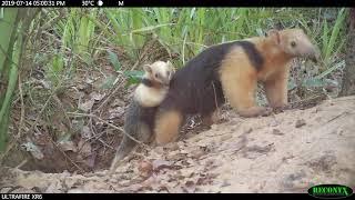 Adorable Lesser Anteater Emerges with Baby on her Back