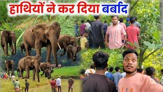 हाथियों ने कर दिया बर्बाद सारा फसल | Elephant Attack Video Village Attack Elephant Video