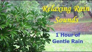 Relaxing Rain Sounds Video - 1 Hour of Just Gentle Rain - No Music