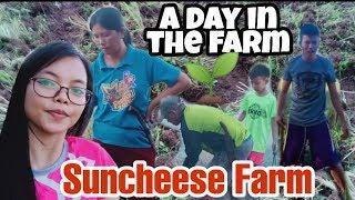 A Day in the Farm | Planting Veges | Suncheese