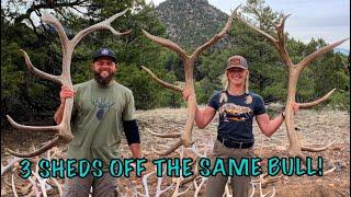 SHED HUNTING 2020- 43 ELK SHEDS IN A DAY!