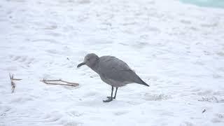 Gray Gull at Dune Allen Beach, FL (9.7.24)