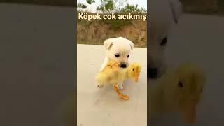 Ördek  yiyen köpek  ama cok Tatlış