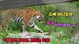 (4k) 백두대간수목원 태범 무궁  사고치고 잠적한 오빠를 찾습니다  넘사벽 매력 한국호랑이 범궁! 귀여운 동물 tiger