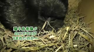 烏骨鶏と鶏vlog⑥68日目　うこにわ生まれたか