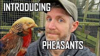 Introducing Ornamental Pheasants