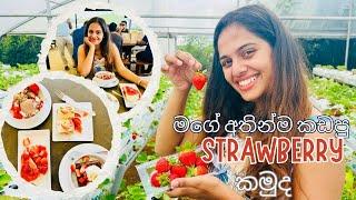 NuwaraEliya Strawberry Farm / Jagro Strawberry / NuwaraEliya Travel Places / Fresh Strawberries