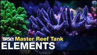 Mastering Elements: Pick a path for your reef tank. The Minimalist, Natural Seawater, or Trust Fall.