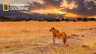 Savannah Life of Wild Africa  National Geographic Documentary 2023 Full HD