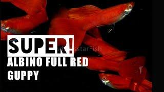 Albino Full Red Guppy Super