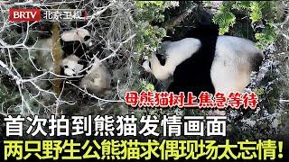 罕见流出！红外无人机首次拍摄到野生熊猫求偶画面,两只公熊猫厮打竞争,雌性大熊猫树上观战,现场太忘情！ 【熊猫奇遇记】