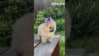 my baby,my dog #trending #viral #youtubeshorts #reels #reaction #music #youtuber #mylove #love #cute