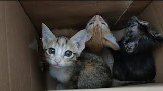 Three orphaned kittens were dumped in a cardboard box without food and water @lilyivo