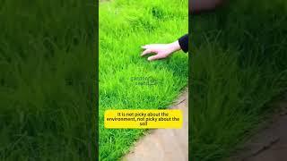 Evergreen Dwarf Grass Seed