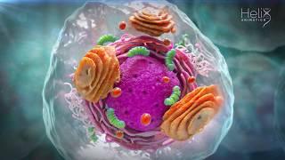 What’s in a Cell? The basic concepts of genetics Part  1