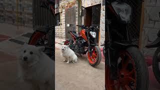 #dog #animals #youtubeshorts #subscribe #ktm #biker #youtube #trendingshorts #shorts