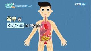 심장과 짝을 이루는 '소장'의 역할 / YTN 라이프