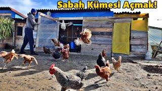 Sabah Kümes Böyle!/Herkül İyileşti/-#Tekirdağ#Tavuk#kümes#horoz#yumurta#civciv