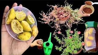 Organic Fertilizers | Lemon Peel Fertilizer  | Best Homemade Fertilizer