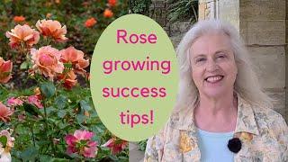 Growing roses - expert tips on choosing and caring for roses