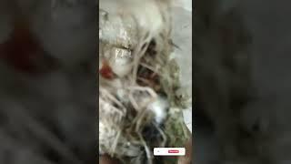 Purple Sunbird hamare ghar m nesting kiye #shorts #sunbird #pets #finches