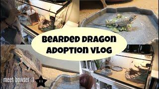 Getting my Bearded Dragon + First Week 