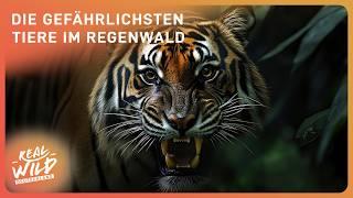 2+ Stunden Amazonas Doku zum Einschlafen | Real Wild Deutschland