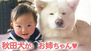 産まれたときからずっと一緒 いつも優しい目をして隣にいてくれる秋田犬がお姉ちゃんです