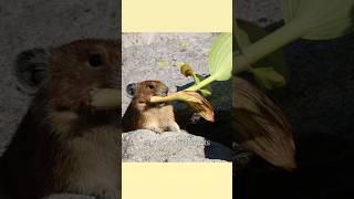 Pika Dragging a Giant Harvest back to its Den