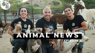 Our new Youtube Series, ANIMAL NEWS!