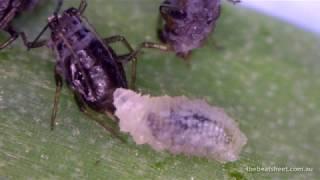 Hoverfly larvae feeding on aphids